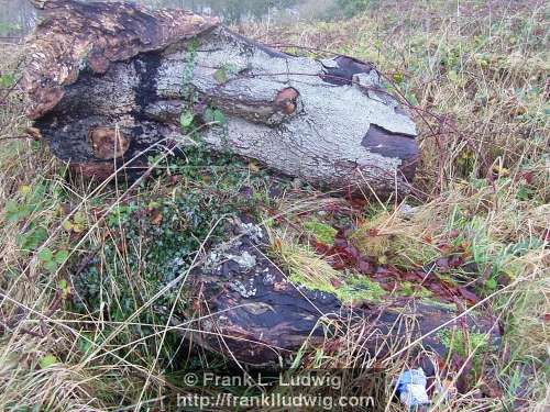 Lough Key Forest Park